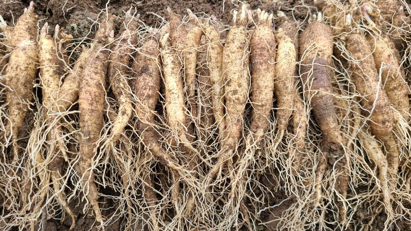 조병대님의 장터 판매 상품 [잔대종근 및 더덕종근용 판매완료 ] 첨부 사진