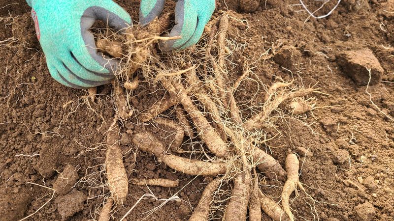 조병대님의 장터 판매 상품 [잔대종근 및 더덕종근용 판매완료 ] 첨부 사진