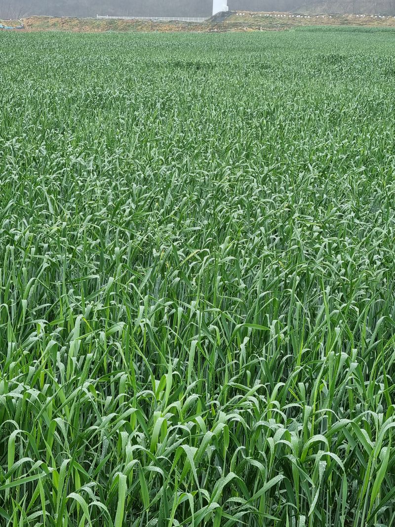 장터 상품 [호라산밀 국내산3kg(2023년산판매)판매완료 성원에 감사드립니다 .] 썸네일