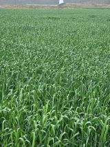 팜모닝 · 게시글 이미지