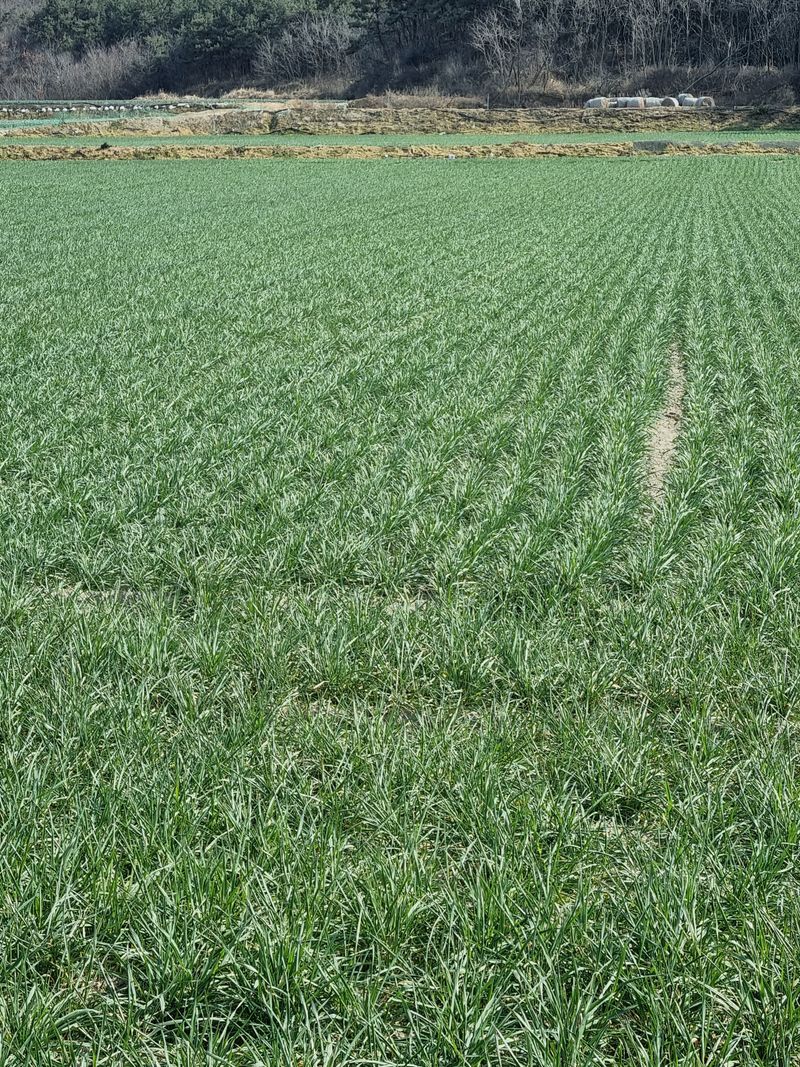 장준석님의 장터 판매 상품 [호라산밀 국내산3kg(2023년산판매)판매완료 성원에 감사드립니다 .] 첨부 사진