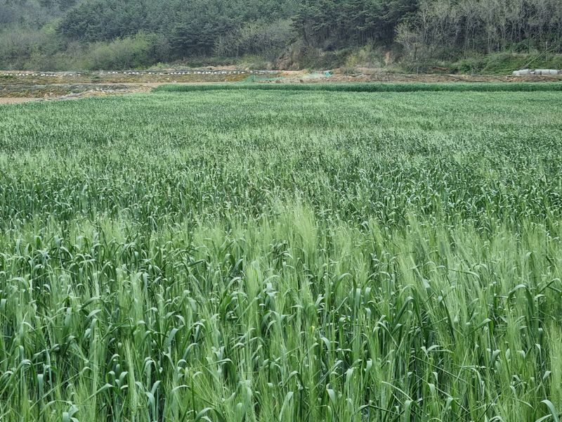 장준석님의 장터 판매 상품 [호라산밀 국내산3kg(2023년산판매)판매완료 성원에 감사드립니다 .] 첨부 사진