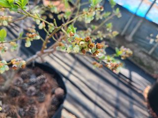 장서인님의 블루베리 · 자유게시판 작성글 사진