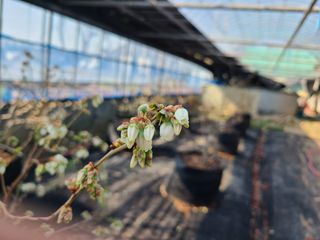 장서인님의 블루베리 · 자유게시판 작성글 사진