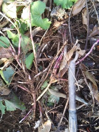 알 수 없음님의 기타작물 · 자유게시판 작성글 사진