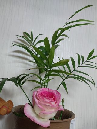 금동이네님의 복숭아 · 자유게시판 작성글 사진