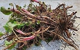 장터 상품 [머위뿌리] 썸네일