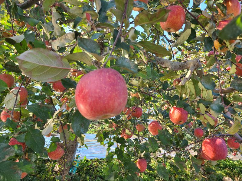 황금알얼음골농원님의 장터 판매 상품 [얼음골사과 사과즙 25포] 첨부 사진