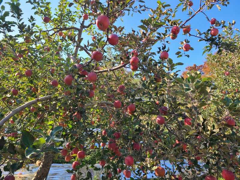 장터 상품 [얼음골사과 사과즙 25포] 썸네일