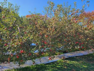 황금알얼음골농원님의 작성글 사진