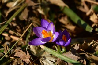 산 아래님의 마늘 · 비료•농약 작성글 사진