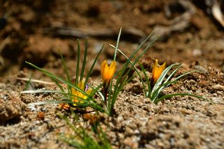 산 아래님의 마늘 · 비료•농약 작성글 사진