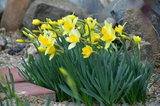 산 아래님의 마늘 · 비료•농약 작성글 사진