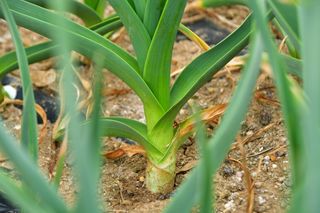 산 아래님의 마늘 · 비료•농약 작성글 사진
