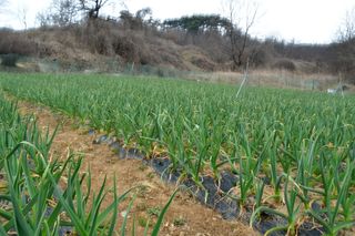 산 아래님의 마늘 · 비료•농약 작성글 사진