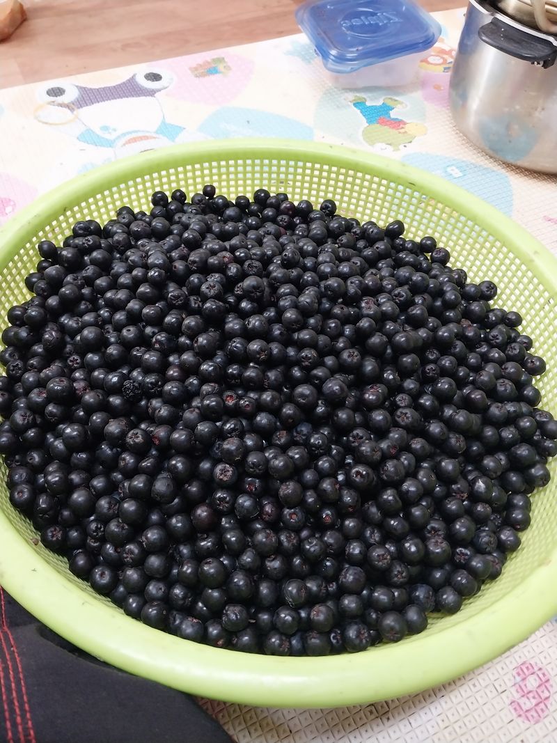 아로대추님의 장터 판매 상품 [아로니아  분말 10키로 판매합니다] 첨부 사진