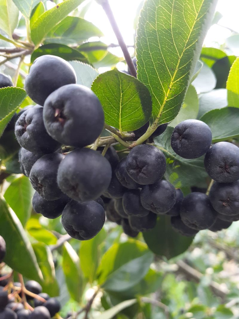 아로대추님의 장터 판매 상품 [아로니아  분말 10키로 판매합니다] 첨부 사진