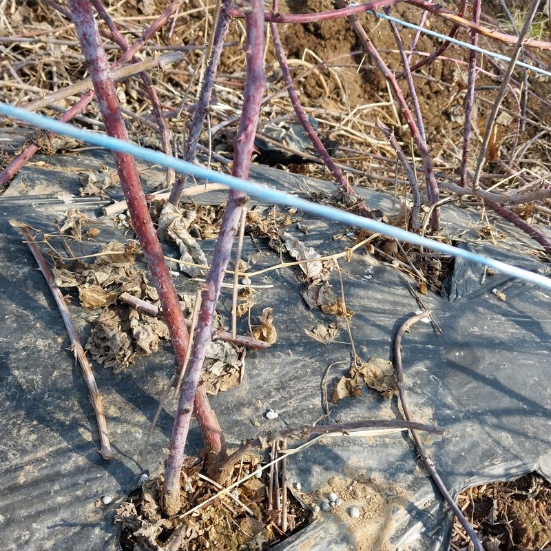 아로대추님의 장터 판매 상품 [(판매완료)가시복분자 묘목 판매합니다] 첨부 사진