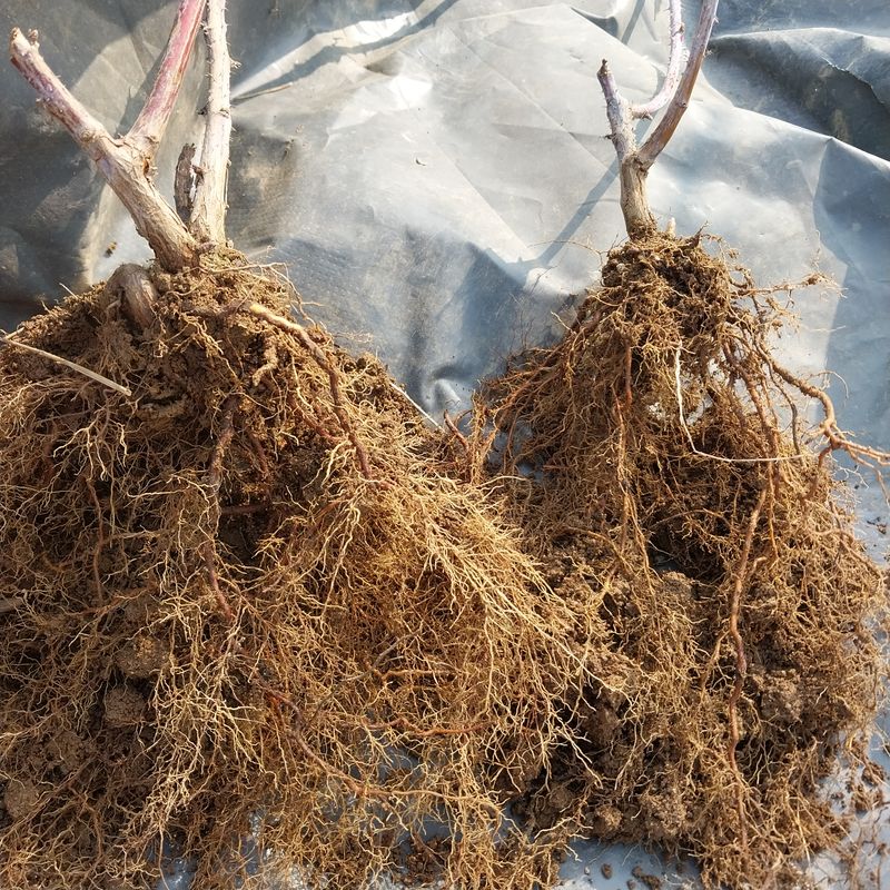 아로대추님의 장터 판매 상품 [(판매완료)가시복분자 묘목 판매합니다] 첨부 사진