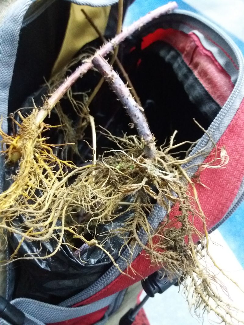 아로대추님의 장터 판매 상품 [(판매완료)가시복분자 묘목 판매합니다] 첨부 사진