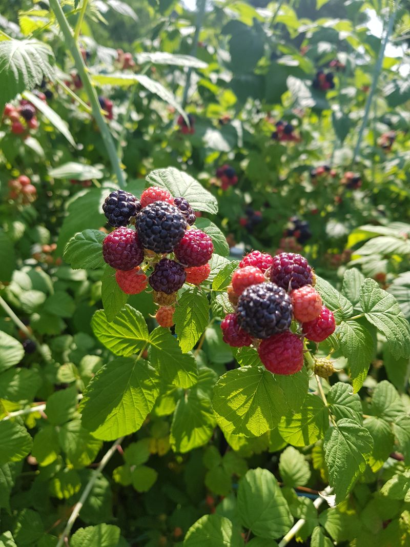 장터 상품 [(판매완료)가시복분자 묘목 판매합니다] 썸네일