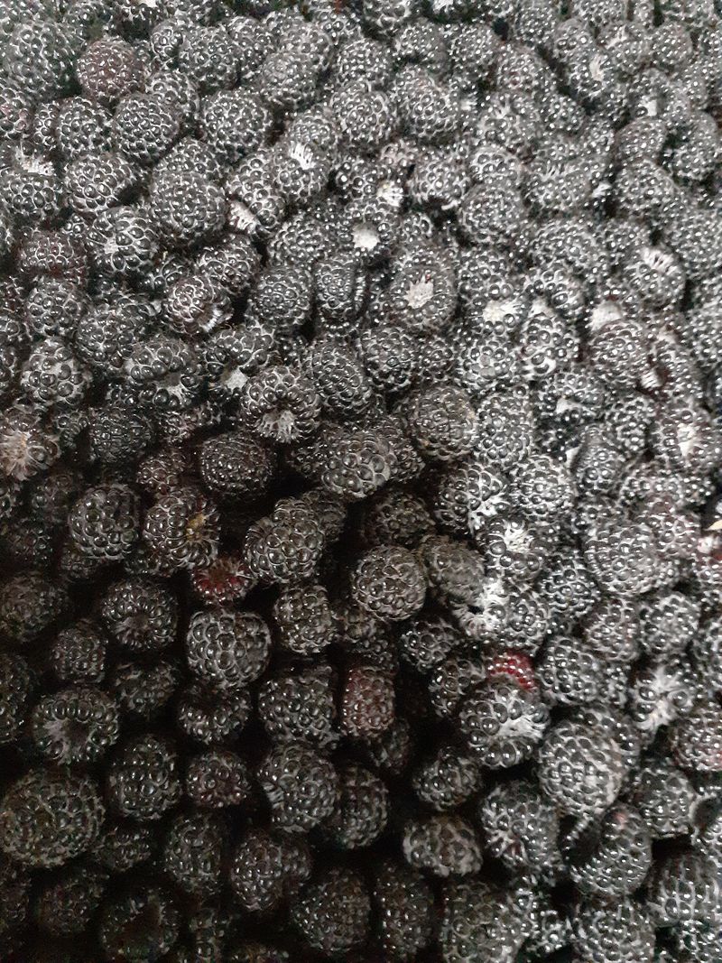 아로대추님의 장터 판매 상품 [(판매완료)가시복분자 묘목 판매합니다] 첨부 사진