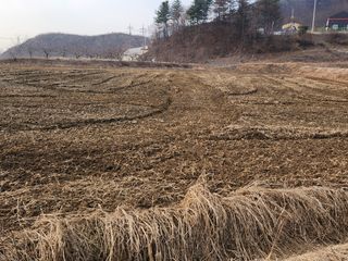 호저*윤정님의 감자 · 자유게시판 작성글 사진