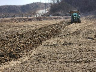 호저*윤정님의 감자 · 자유게시판 작성글 사진