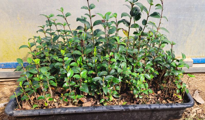 장터 상품 [광나무 묘목 팝니다.] 썸네일