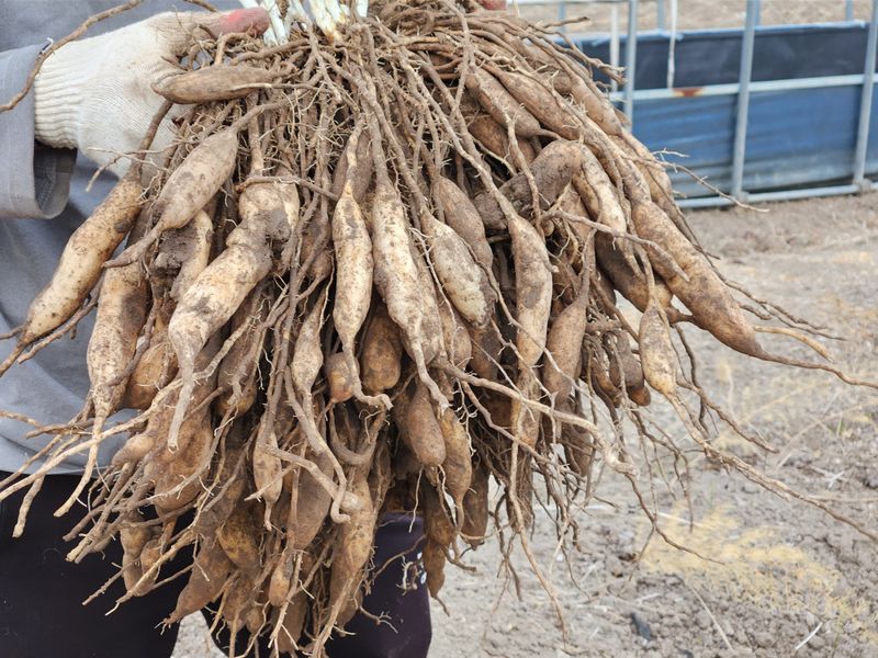 이창신님의 장터 판매 상품 [천문동조청500g] 첨부 사진