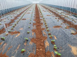 정희원 님의 호박 · 자유게시판 작성글 사진