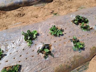 남도촌놈 신태수님의 감자 · 자유게시판 작성글 사진