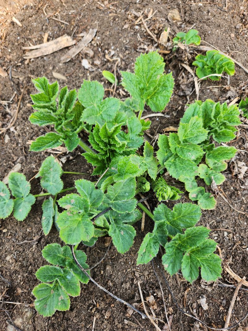 장터 상품 [어수리나물] 썸네일