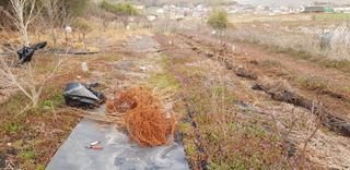 아로니아체리농부유튜님의 기타작물 · 자유게시판 작성글 사진