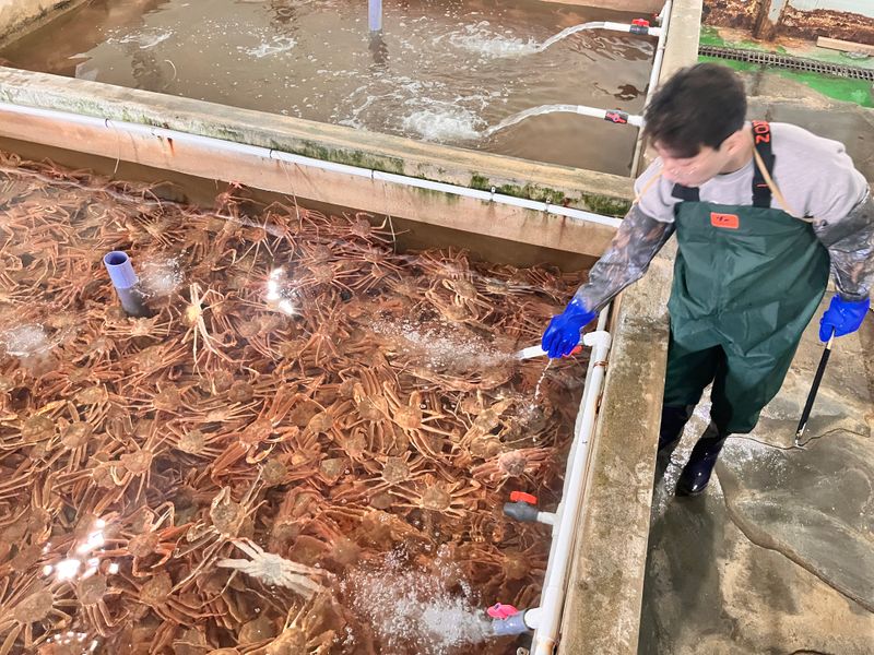 모어더더님의 장터 판매 상품 [품질보장  무료배송 포항 구룡포 홍게 수율80%] 첨부 사진