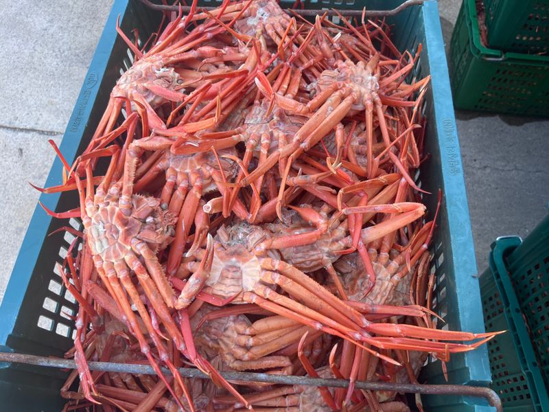 모어더더님의 장터 판매 상품 [품질보장  무료배송 포항 구룡포 홍게 수율80%] 첨부 사진