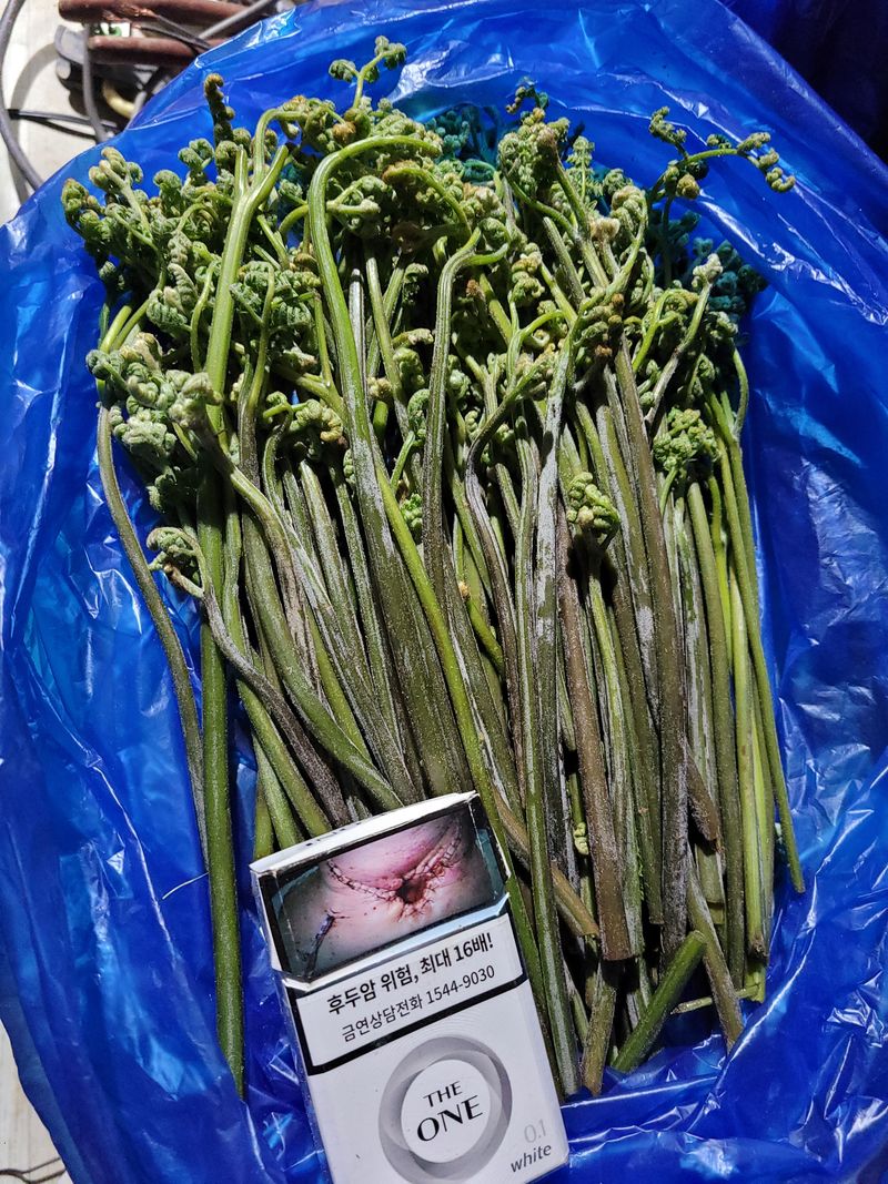 장터 상품 [고사리 예약. 판매 5월중순~~~] 썸네일