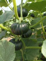 팜모닝 호박·자유게시판 게시글 이미지