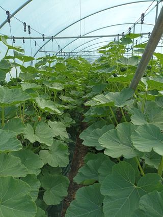 이일균님의 호박 · 자유게시판 작성글 사진