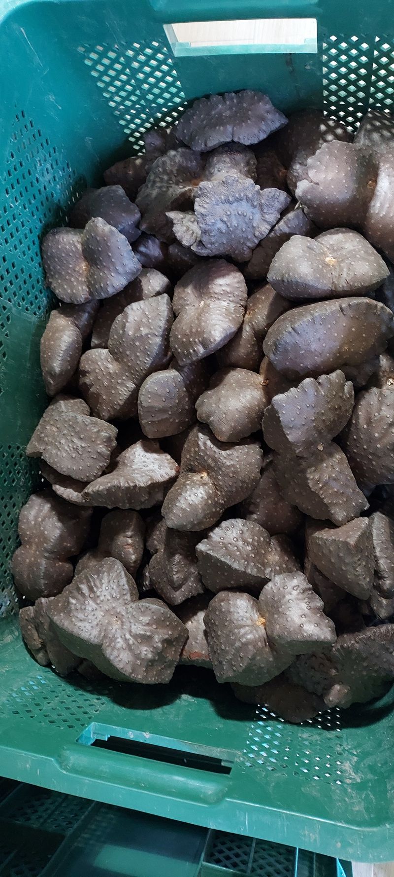 장터 상품 [열매마 10kg 종자용판매해요] 썸네일