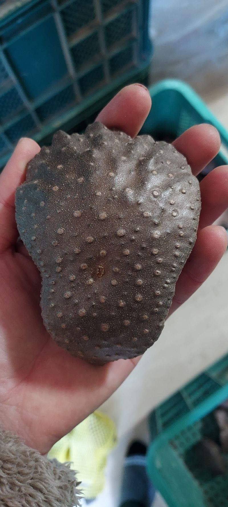 김영진(전남영광)님의 장터 판매 상품 [열매마 10kg 종자용판매해요] 첨부 사진