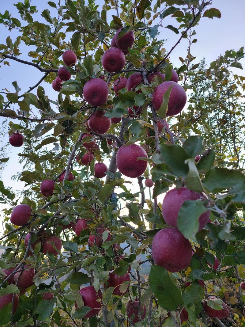 황금알얼음골농원님의 장터 판매 상품 [얼음골사과 사과즙] 첨부 사진