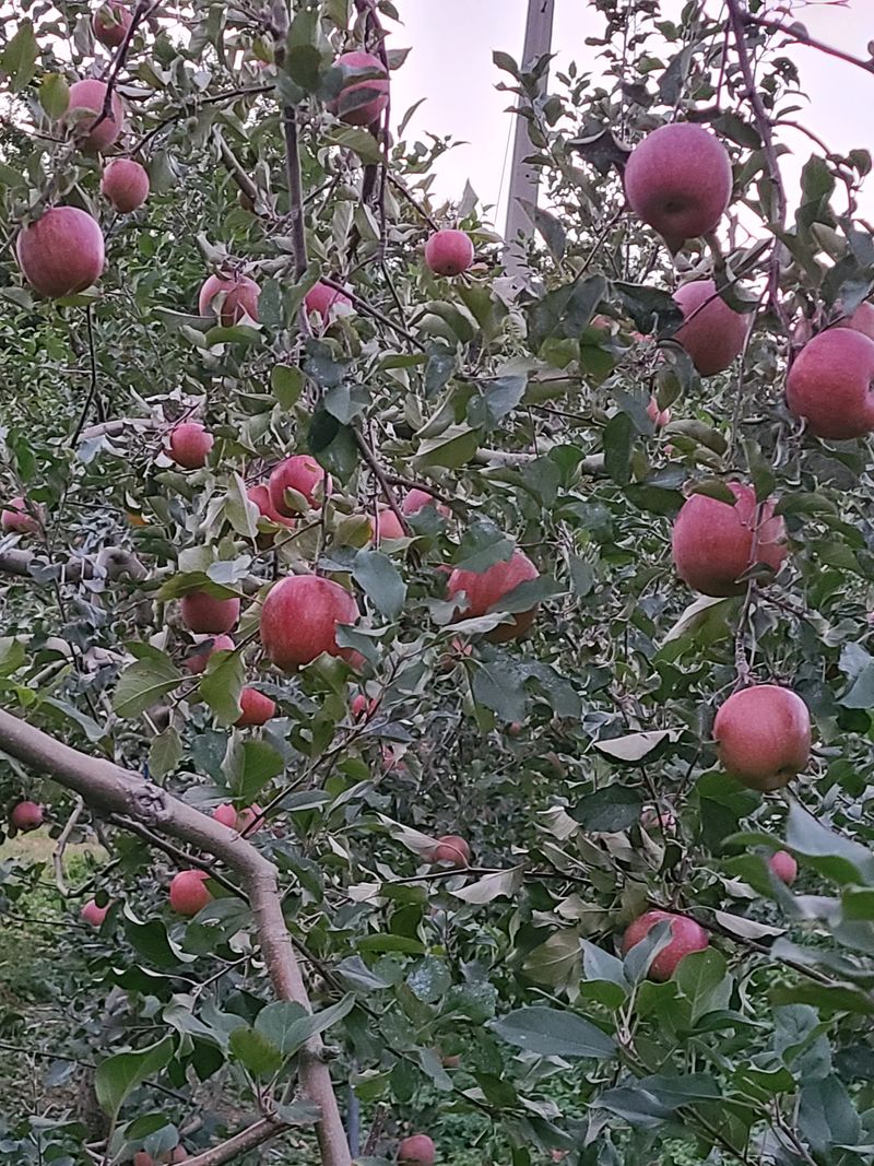 황금알얼음골농원님의 장터 판매 상품 [얼음골사과 사과즙] 첨부 사진