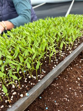 김성미님의 고추 · 파종•정식 작성글 사진