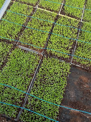 김성미님의 고추 · 파종•정식 작성글 사진