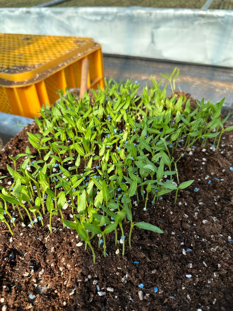 김성미님의 장터 판매 상품 [고추모종 여러가지 예약판매합니다(판매완료)] 첨부 사진