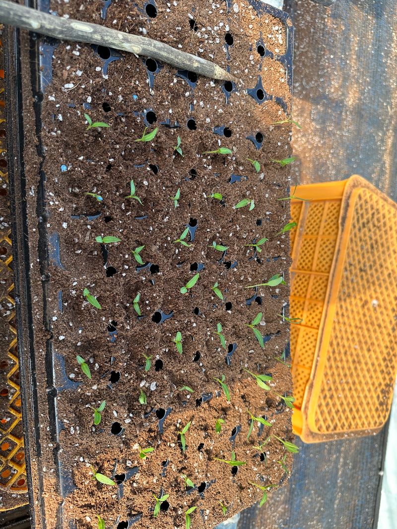 김성미님의 장터 판매 상품 [고추모종 여러가지 예약판매합니다(판매완료)] 첨부 사진