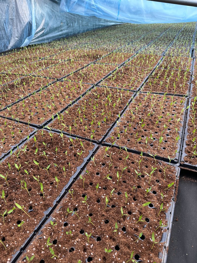 김성미님의 장터 판매 상품 [고추모종 여러가지 예약판매합니다(판매완료)] 첨부 사진