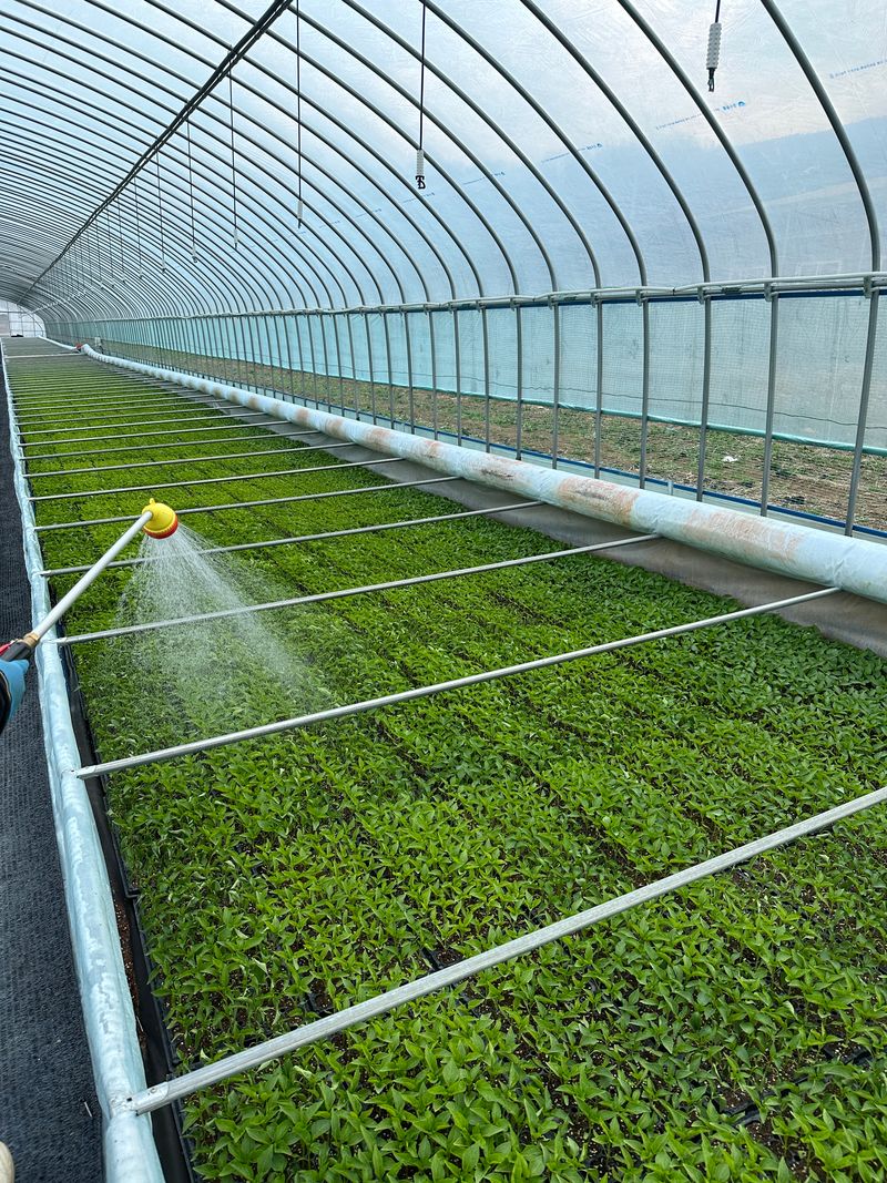 김성미님의 장터 판매 상품 [고추모종 여러가지 예약판매합니다(판매완료)] 첨부 사진