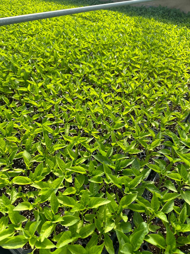 김성미님의 장터 판매 상품 [고추모종 여러가지 예약판매합니다(판매완료)] 첨부 사진